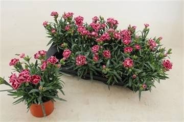 <h4>DIAN CARYOPHYLLUS</h4>