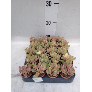 Crassula   ...