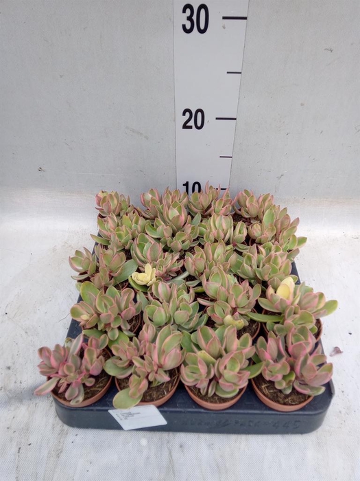 <h4>Crassula   ...</h4>