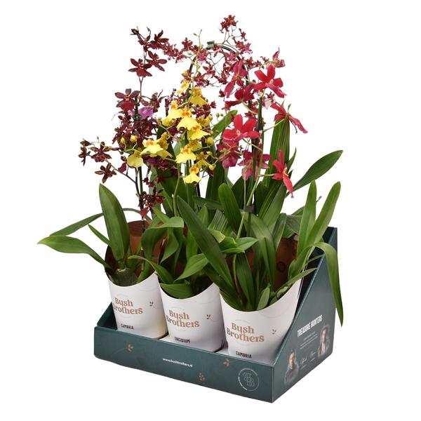 <h4>Orchidee</h4>