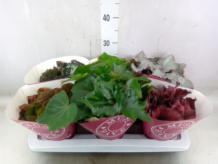 <h4>Begonia BD 'Beleaf'   ...mix</h4>