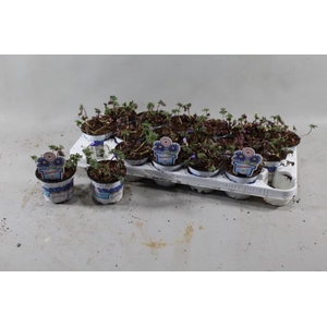 ANEM BL BLUE SHADES