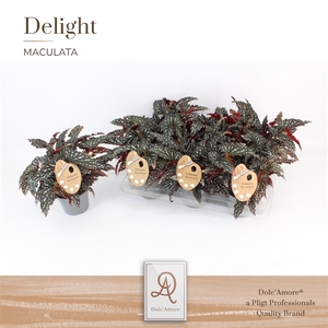 Maculata Spotlight Dark P14 Dolc'Amore® Etiket