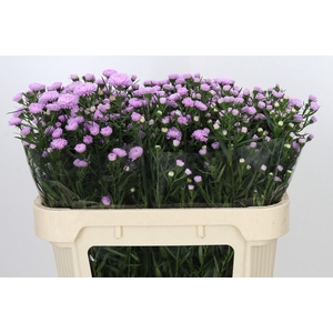 Aster Astee Pink Pearl