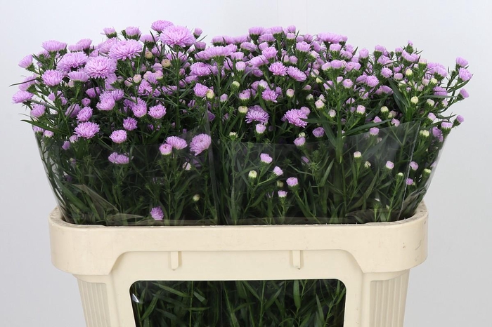 <h4>Aster Astee Pink Pearl</h4>