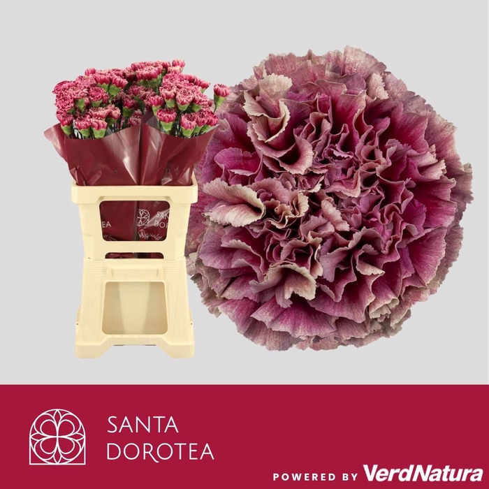 <h4>DI ST MERLET PURPLE</h4>