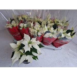 EUPHOR POINSETTIA WHITE P11