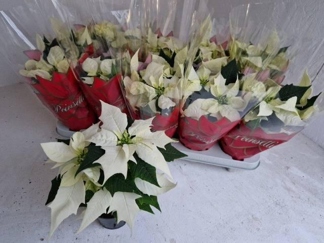 <h4>EUPHOR POINSETTIA WHITE P11</h4>