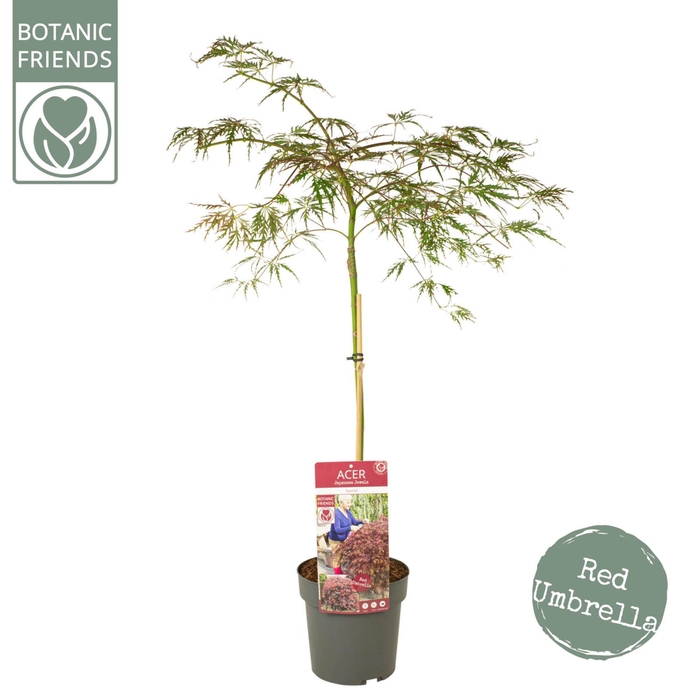 <h4>Acer palmatum Garnet</h4>