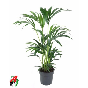 Howea Forsteriana(kentia) P19-80