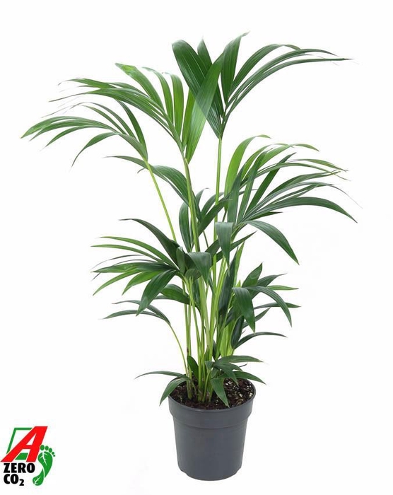 <h4>Howea Forsteriana(kentia) P19-80</h4>