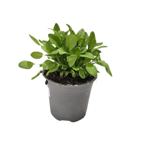 <h4>Rumex acetosa</h4>
