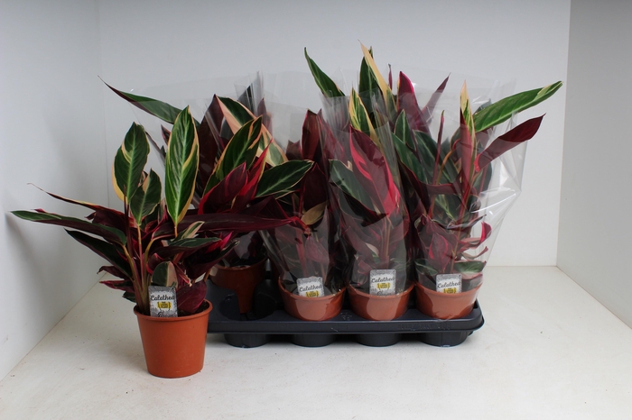 <h4>STROM SA TRIOSTAR</h4>