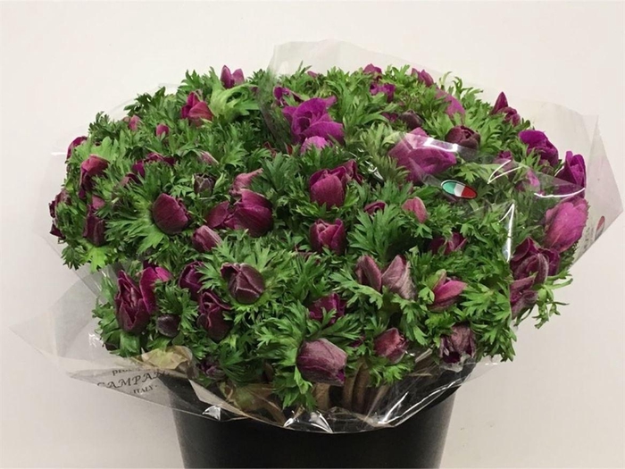 <h4>Anem Mistral Bordeaux</h4>