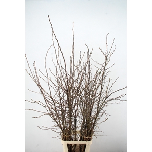 PRUNUS SERRULATA 180/200CM