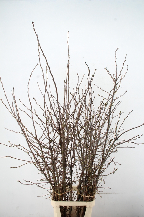 <h4>PRUNUS SERRULATA PER STEM 180/200CM</h4>