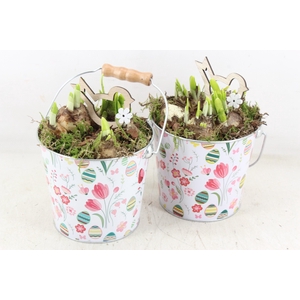 arr4 Narcis JS - Zink emmer Floral easter x6