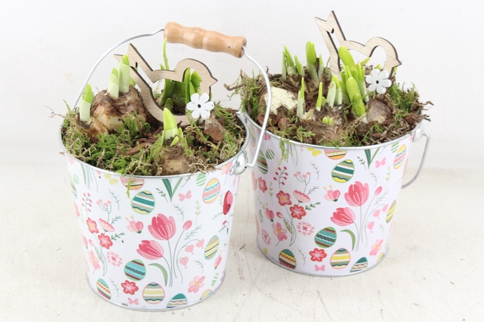<h4>arr4 Narcis JS - Zink emmer Floral easter x6</h4>