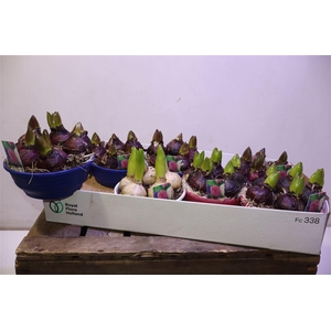 arr8 Hyacin Gem 3 Kl