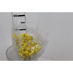 ORQUIDEA ONCIDIUM 040 CM