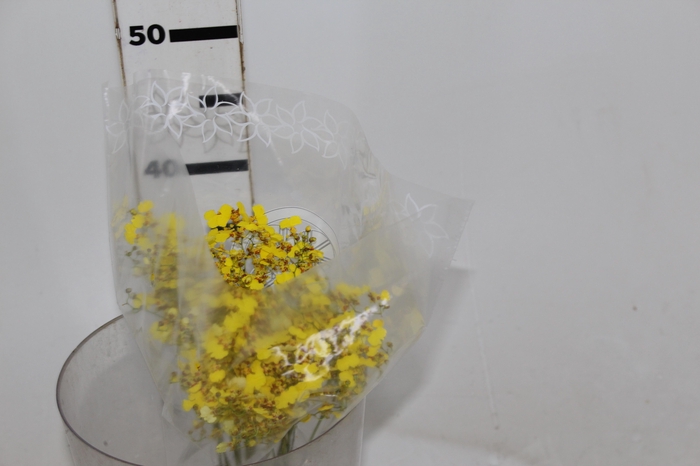 <h4>ORQUIDEA ONCIDIUM 040 CM</h4>