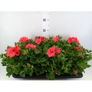 Pelargonium gran.   ..