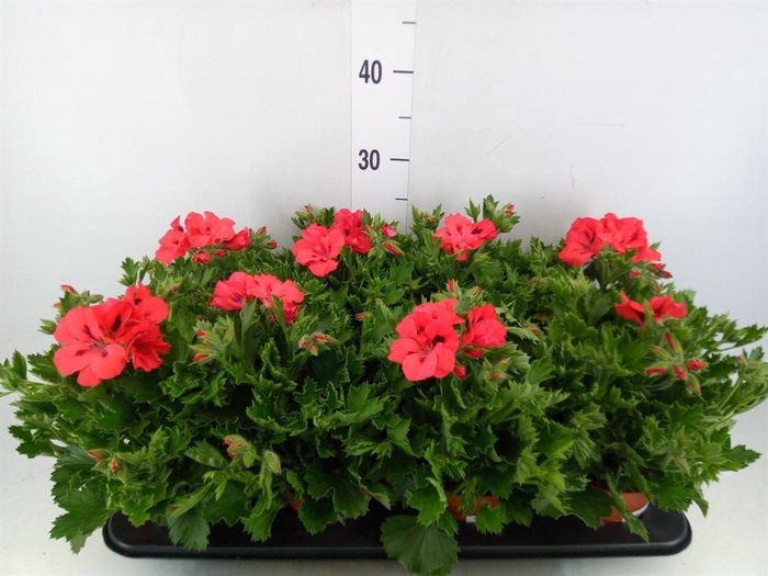 <h4>Pelargonium gran.   ..</h4>