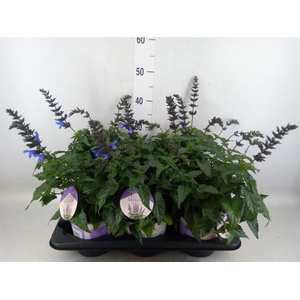 Salvia  'Salgoon Lake Como'