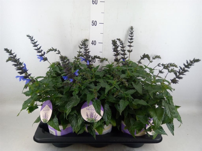 <h4>Salvia  'Salgoon Lake Como'</h4>