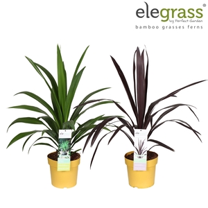 Cordyline Superstar