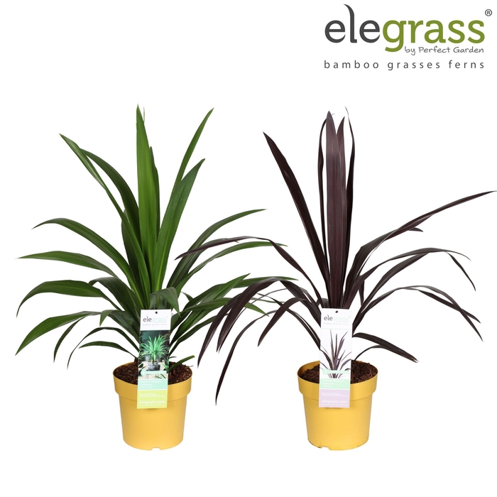 <h4>Cordyline Superstar</h4>