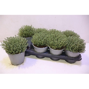 Thym Vulgaris