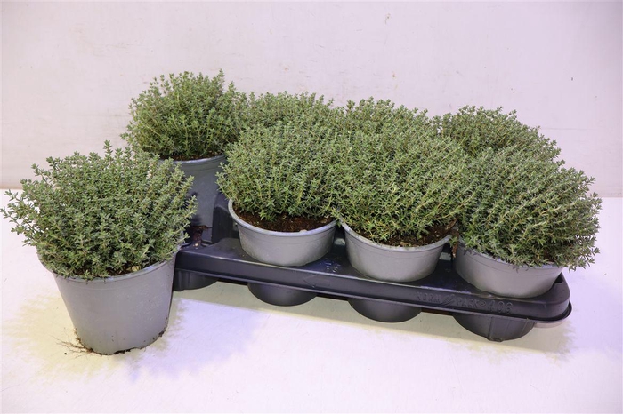 <h4>Thym Vulgaris</h4>