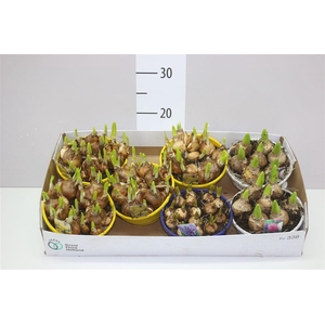 Bolbloemen Gemengd In Schaal Colour