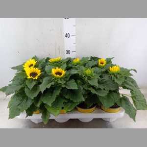 Helianthus an. 'Sunsation'