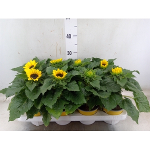 Helianthus an. 'Sunsation'