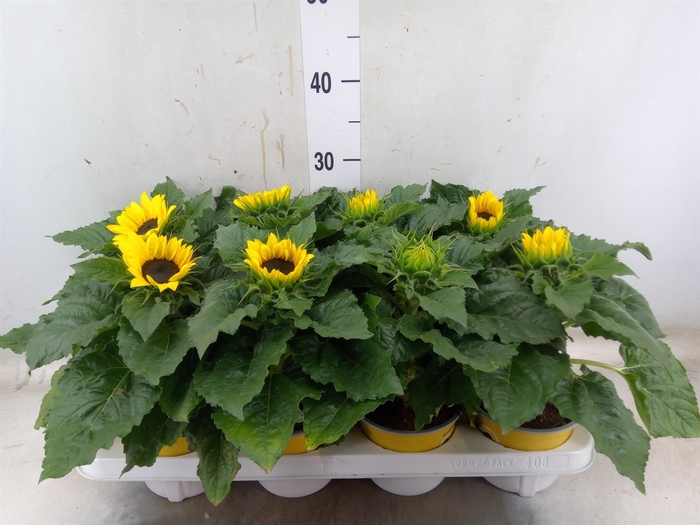 <h4>Helianthus an. 'Sunsation'</h4>