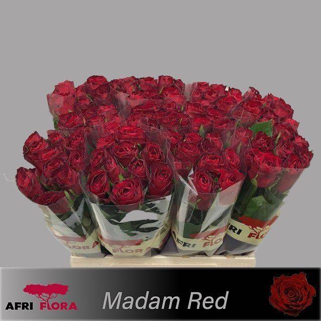 <h4>R GR MADAM RED</h4>