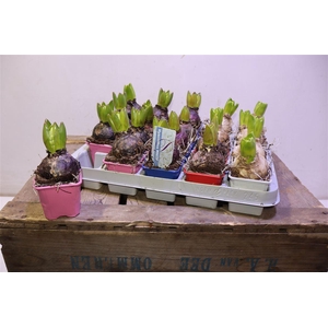 arr8 Hyacin Gem 4 Kl