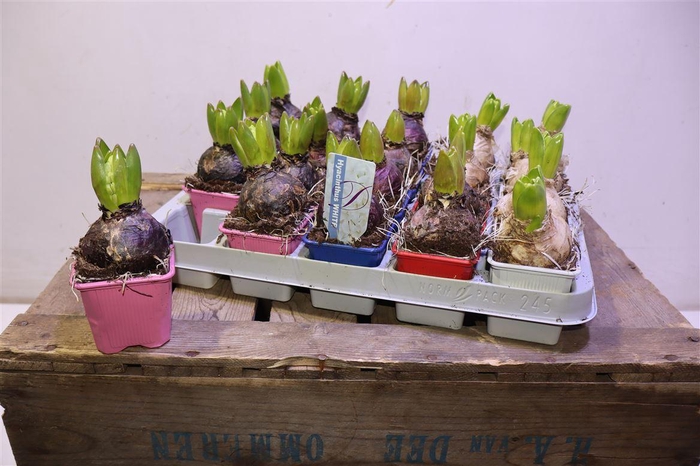 <h4>arr8 Hyacin Gem 4 Kl</h4>