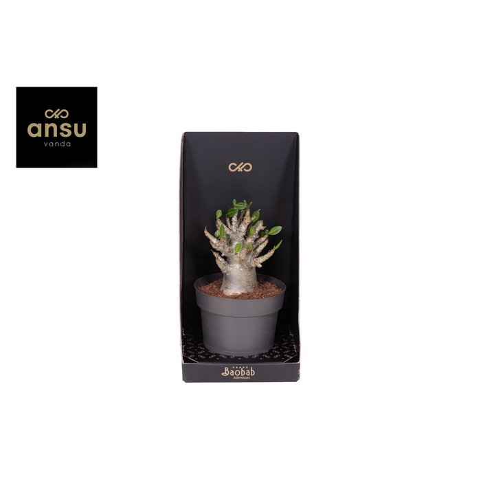 <h4>ADEN ANSU BAOBAB</h4>