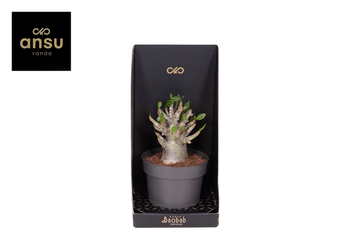 <h4>ADEN ANSU BAOBAB</h4>