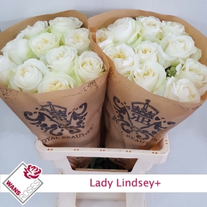 R GR LADY LINDSEY+