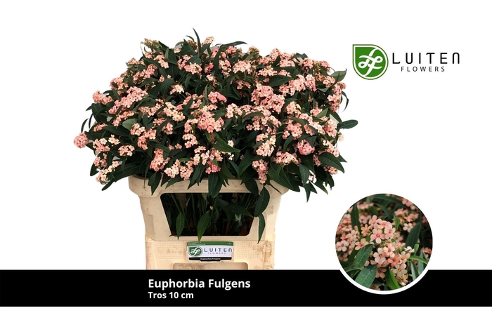 <h4>EUPH F T PINK BARON</h4>