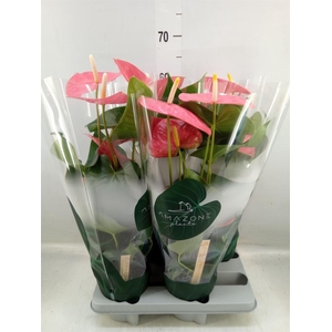 Anthurium andr. 'Colorado'