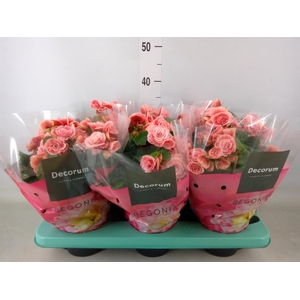 Begonia elat. DU 'Borias'