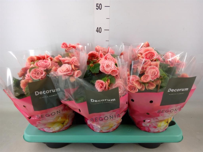 <h4>Begonia elat. DU 'Borias'</h4>