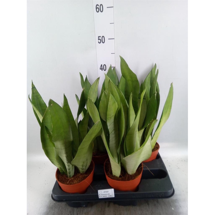 <h4>Sansevieria trifa. 'Moonshine'</h4>