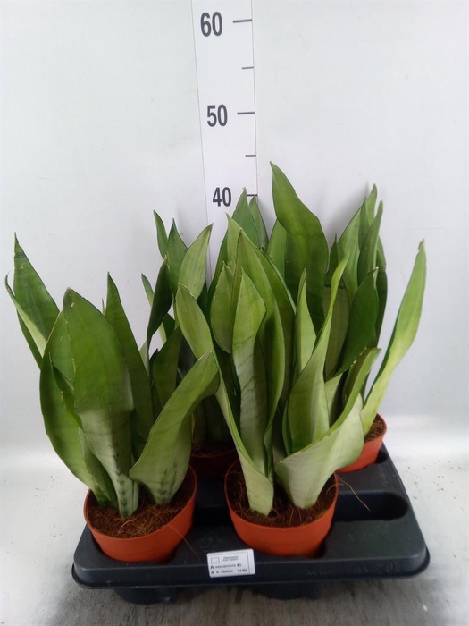 Sansevieria trifa. 'Moonshine'
