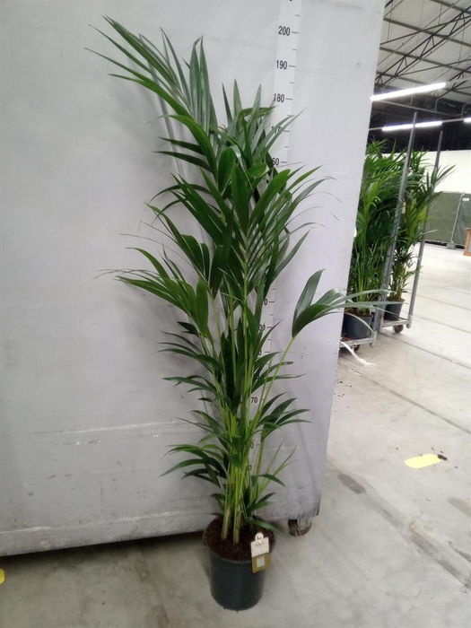 <h4>Howea forsteriana</h4>